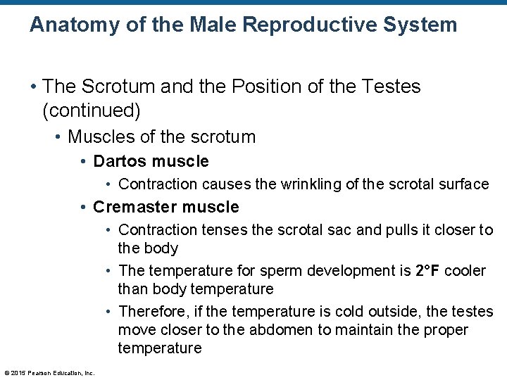 Anatomy of the Male Reproductive System • The Scrotum and the Position of the