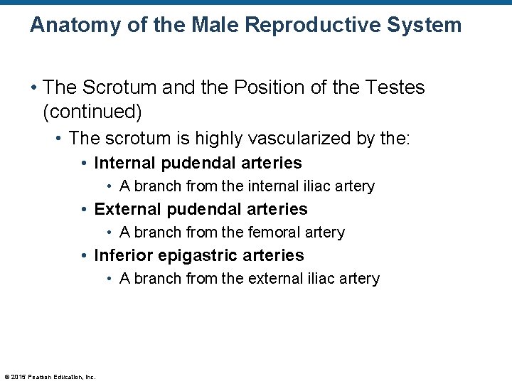 Anatomy of the Male Reproductive System • The Scrotum and the Position of the