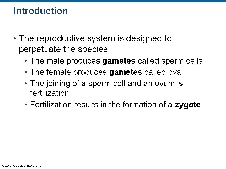 Introduction • The reproductive system is designed to perpetuate the species • The male