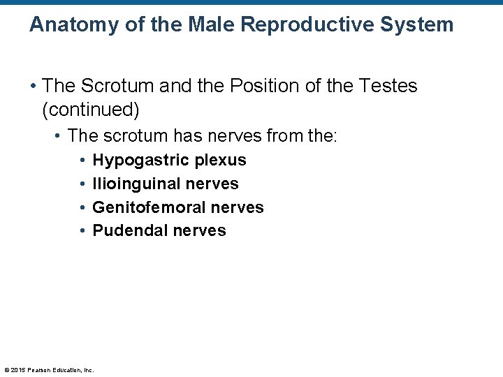 Anatomy of the Male Reproductive System • The Scrotum and the Position of the