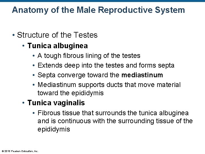 Anatomy of the Male Reproductive System • Structure of the Testes • Tunica albuginea