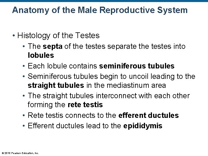 Anatomy of the Male Reproductive System • Histology of the Testes • The septa