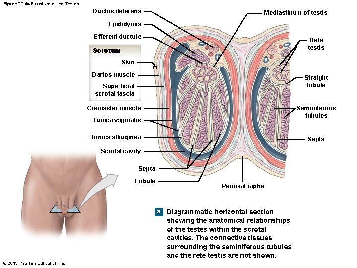Figure 27. 4 a Structure of the Testes Ductus deferens Mediastinum of testis Epididymis