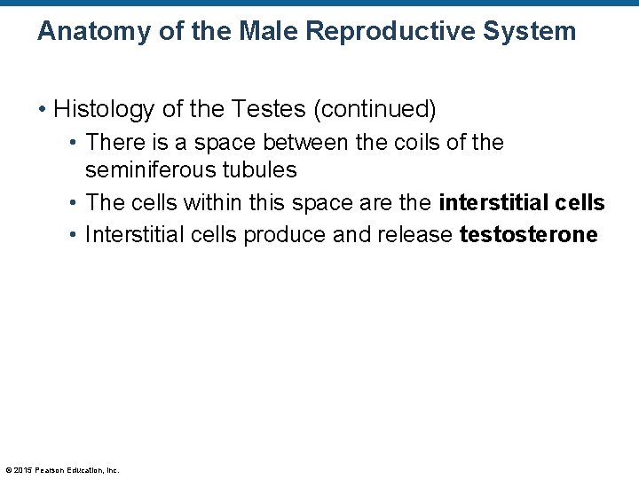 Anatomy of the Male Reproductive System • Histology of the Testes (continued) • There