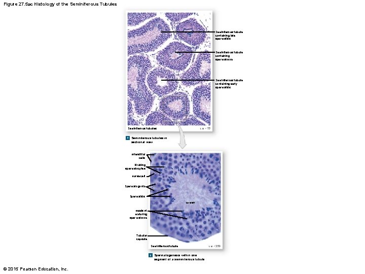 Figure 27. 5 ac Histology of the Seminiferous Tubules Seminiferous tubule containing late spermatids