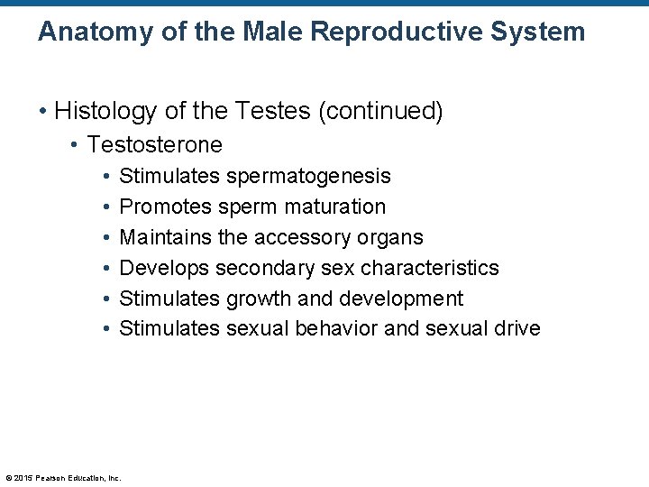 Anatomy of the Male Reproductive System • Histology of the Testes (continued) • Testosterone