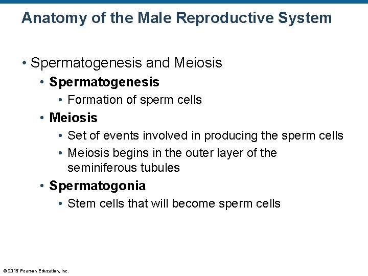 Anatomy of the Male Reproductive System • Spermatogenesis and Meiosis • Spermatogenesis • Formation