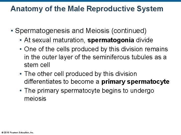 Anatomy of the Male Reproductive System • Spermatogenesis and Meiosis (continued) • At sexual
