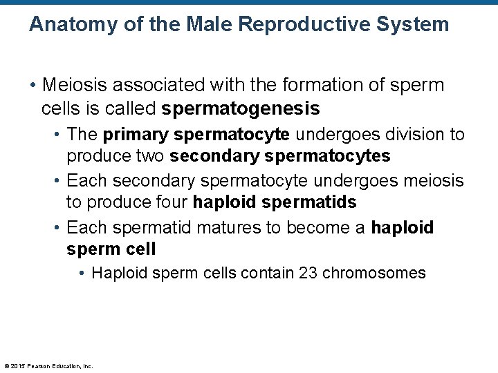 Anatomy of the Male Reproductive System • Meiosis associated with the formation of sperm