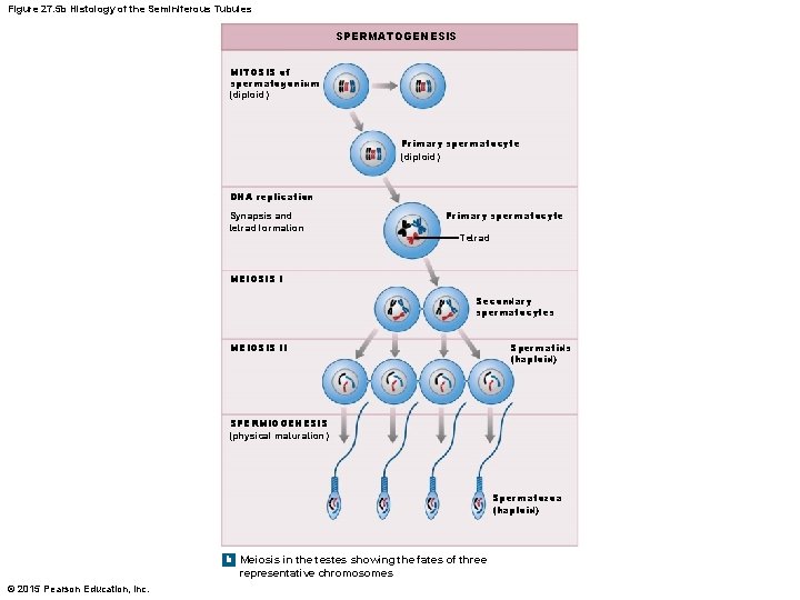Figure 27. 5 b Histology of the Seminiferous Tubules SPERMATOGENESIS MITOSIS of spermatogonium (diploid)