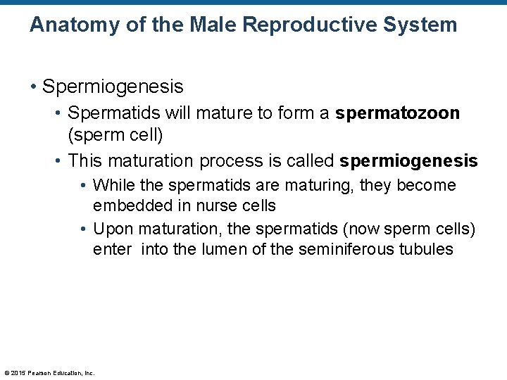 Anatomy of the Male Reproductive System • Spermiogenesis • Spermatids will mature to form