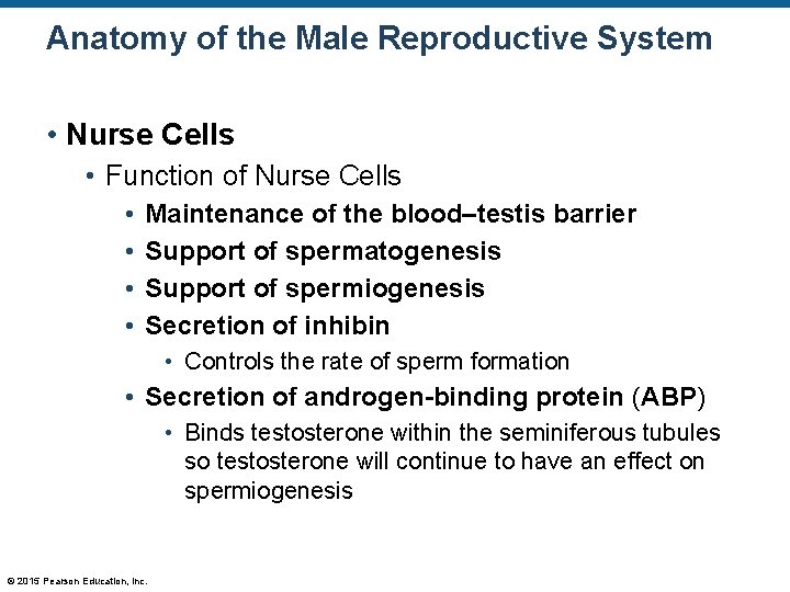 Anatomy of the Male Reproductive System • Nurse Cells • Function of Nurse Cells