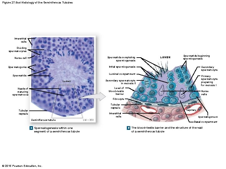 Figure 27. 5 cd Histology of the Seminiferous Tubules Interstitial cells Dividing spermatocytes Nurse
