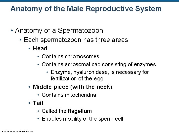 Anatomy of the Male Reproductive System • Anatomy of a Spermatozoon • Each spermatozoon