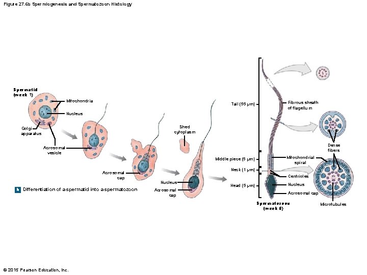 Figure 27. 6 b Spermiogenesis and Spermatozoon Histology Spermatid (week 1) Mitochondria Tail (55