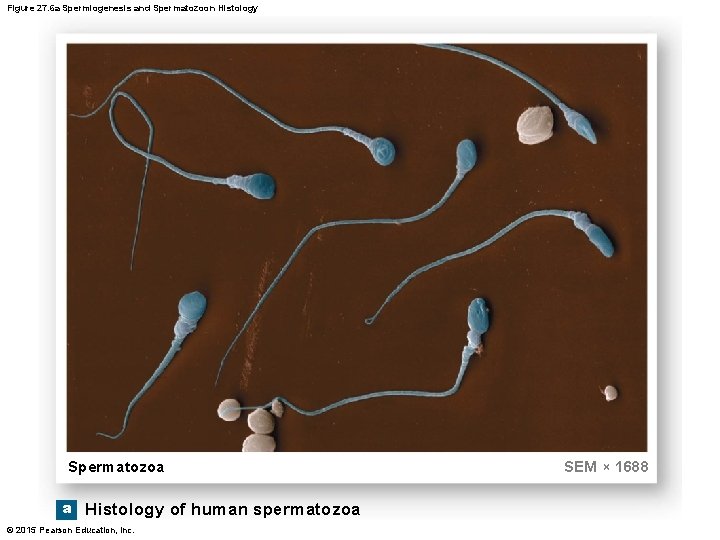Figure 27. 6 a Spermiogenesis and Spermatozoon Histology Spermatozoa a Histology of human spermatozoa