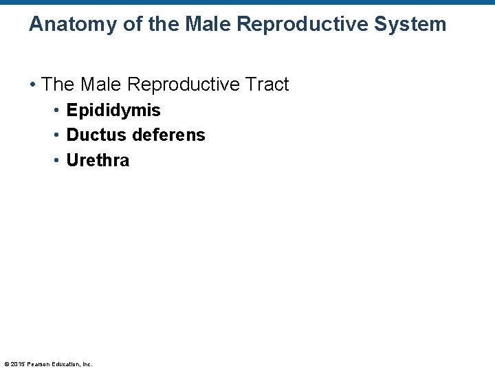 Anatomy of the Male Reproductive System • The Male Reproductive Tract • Epididymis •