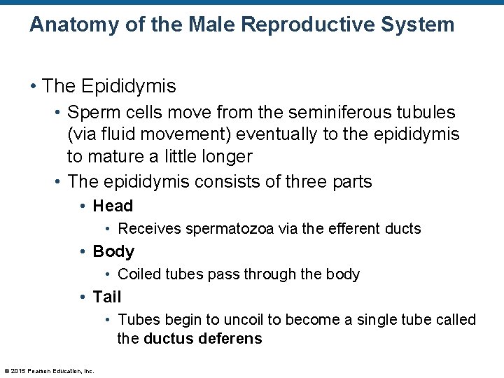 Anatomy of the Male Reproductive System • The Epididymis • Sperm cells move from