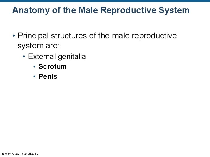 Anatomy of the Male Reproductive System • Principal structures of the male reproductive system
