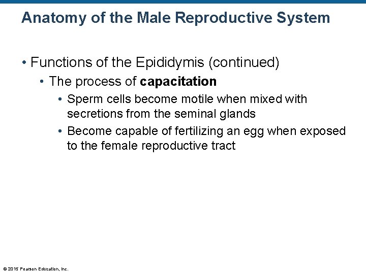 Anatomy of the Male Reproductive System • Functions of the Epididymis (continued) • The