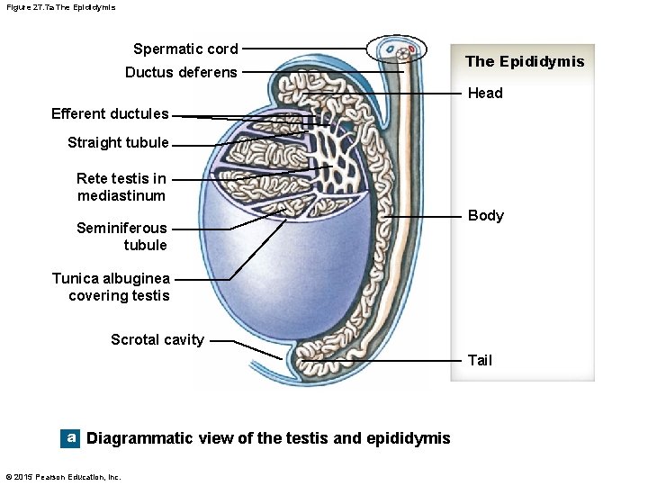 Figure 27. 7 a The Epididymis Spermatic cord Ductus deferens The Epididymis Head Efferent