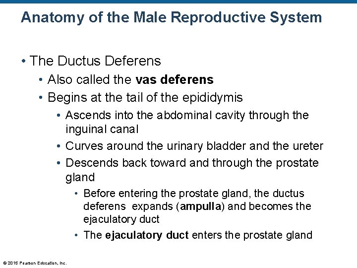 Anatomy of the Male Reproductive System • The Ductus Deferens • Also called the