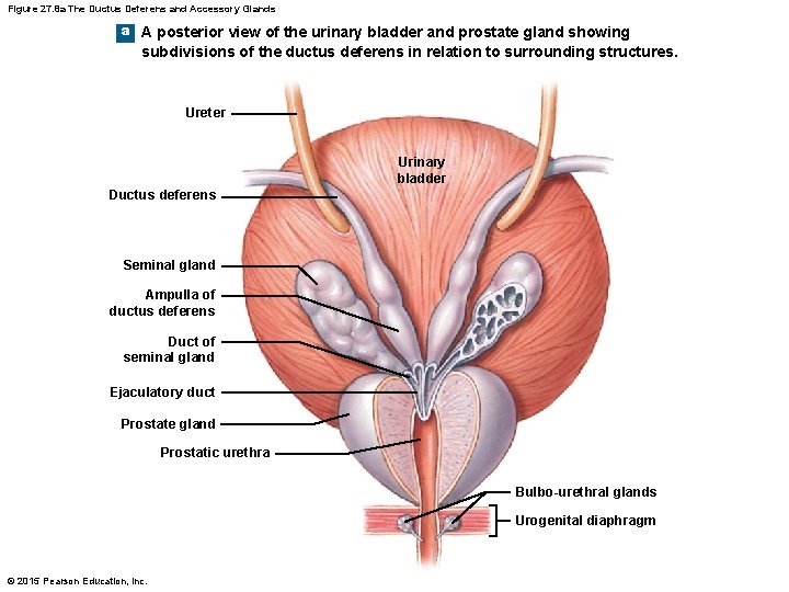 Figure 27. 8 a The Ductus Deferens and Accessory Glands a A posterior view