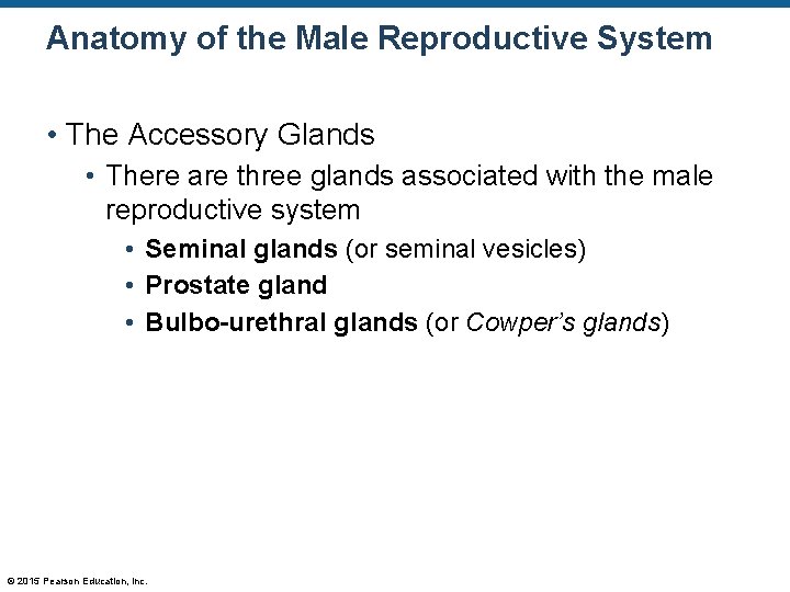 Anatomy of the Male Reproductive System • The Accessory Glands • There are three