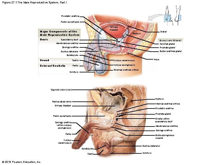 Figure 27. 1 The Male Reproductive System, Part I Prostatic urethra Pubic symphysis Urinary