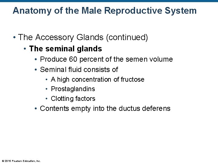 Anatomy of the Male Reproductive System • The Accessory Glands (continued) • The seminal