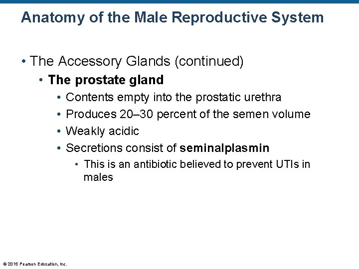 Anatomy of the Male Reproductive System • The Accessory Glands (continued) • The prostate