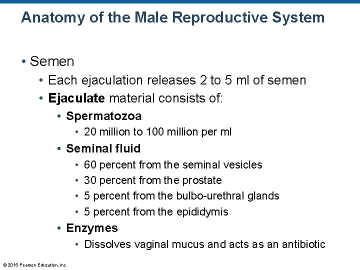 Anatomy of the Male Reproductive System • Semen • Each ejaculation releases 2 to