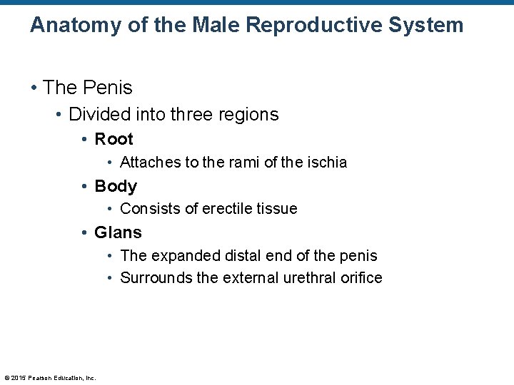 Anatomy of the Male Reproductive System • The Penis • Divided into three regions