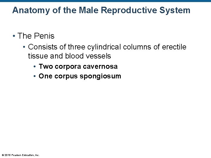 Anatomy of the Male Reproductive System • The Penis • Consists of three cylindrical