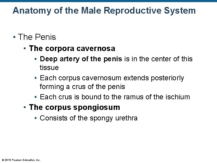 Anatomy of the Male Reproductive System • The Penis • The corpora cavernosa •