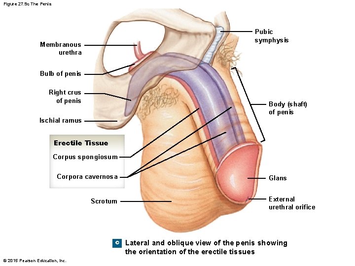 Figure 27. 9 c The Penis Pubic symphysis Membranous urethra Bulb of penis Right