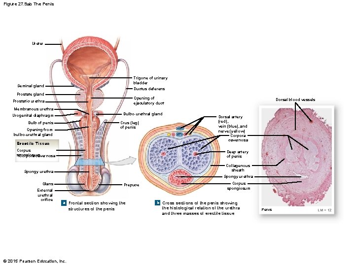 Figure 27. 9 ab The Penis Ureter Trigone of urinary bladder Ductus deferens Seminal