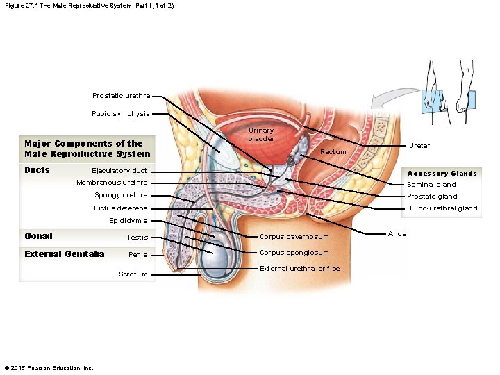 Figure 27. 1 The Male Reproductive System, Part I (1 of 2) Prostatic urethra