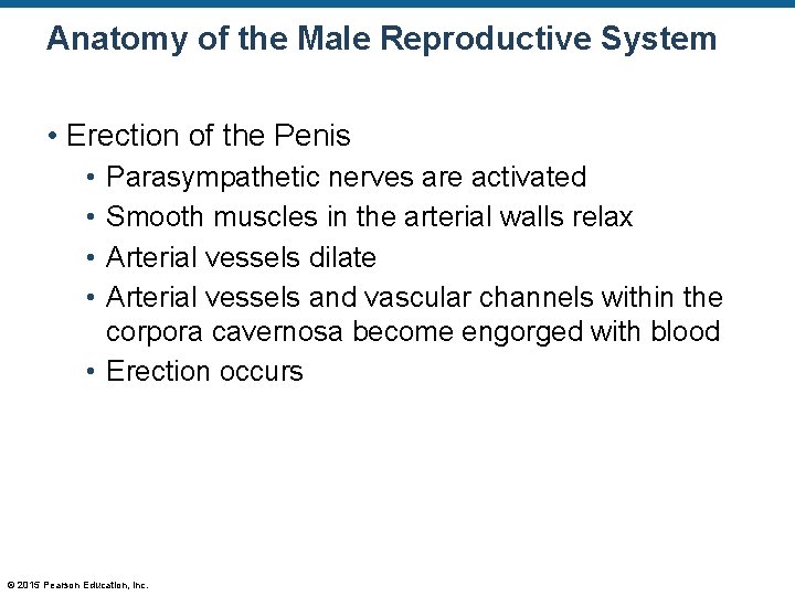 Anatomy of the Male Reproductive System • Erection of the Penis • • Parasympathetic