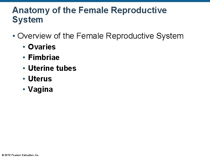 Anatomy of the Female Reproductive System • Overview of the Female Reproductive System •