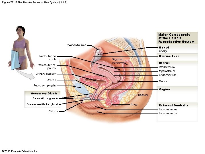 Figure 27. 10 The Female Reproductive System (1 of 2) Major Components of the