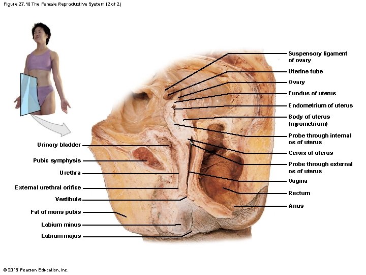 Figure 27. 10 The Female Reproductive System (2 of 2) Suspensory ligament of ovary