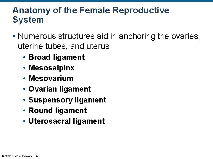 Anatomy of the Female Reproductive System • Numerous structures aid in anchoring the ovaries,