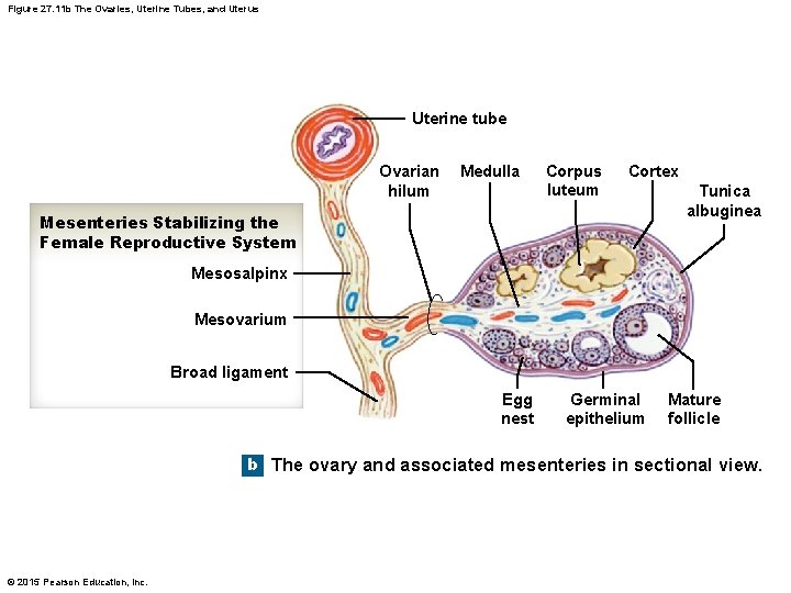 Figure 27. 11 b The Ovaries, Uterine Tubes, and Uterus Uterine tube Ovarian hilum
