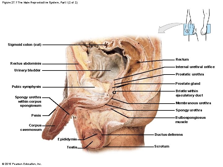 Figure 27. 1 The Male Reproductive System, Part I (2 of 2) Sigmoid colon