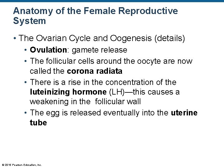 Anatomy of the Female Reproductive System • The Ovarian Cycle and Oogenesis (details) •