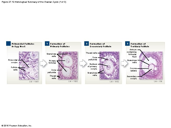 Figure 27. 12 Histological Summary of the Ovarian Cycle (1 of 3) Primordial Follicles