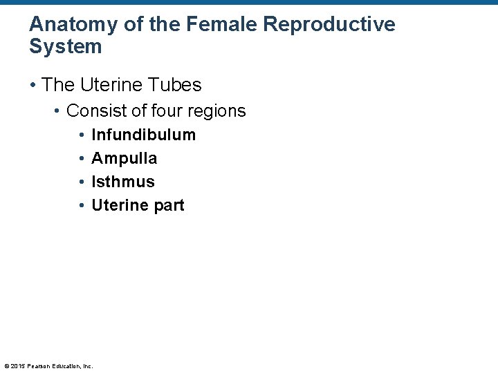 Anatomy of the Female Reproductive System • The Uterine Tubes • Consist of four