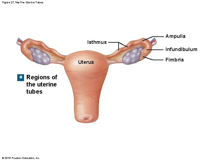 Figure 27. 14 a The Uterine Tubes Ampulla Isthmus Infundibulum Uterus a Regions of