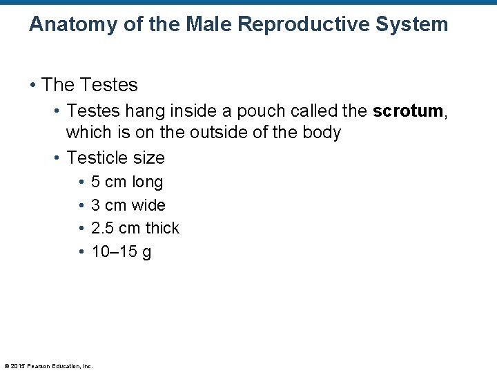 Anatomy of the Male Reproductive System • The Testes • Testes hang inside a